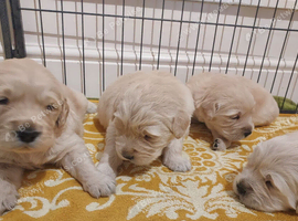 Gorgeous puppies