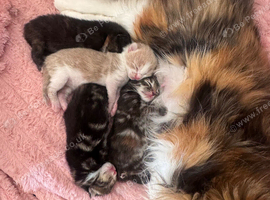 4 adorable fluffy ragdoll cross kittens