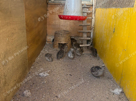 Quail