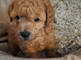 Toy poodle boy apricot