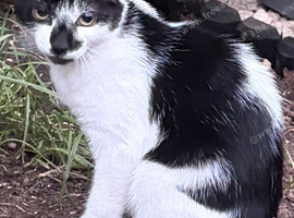 Beautiful kittens looking for a home