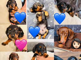 Miniature dachshund pups