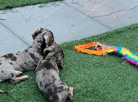 *+*+*+*+*+ KENNELCLUB REGISTERED MINIATURE DACHSHUND *+*+*+*+*+