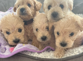 Beautiful westiepoo puppies