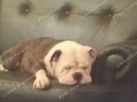 English Bulldog