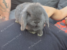Baby min lops