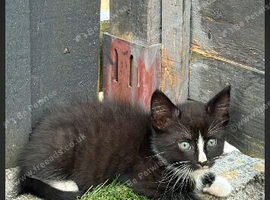 two male kittens (repost)