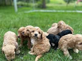 GORGEOUS F1 COCKERPOO PUPPIES