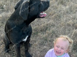 Cane corso cross presa canario