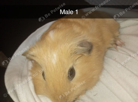4 baby ginger guineapigs