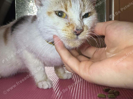 Lovely rescue cat Peach looking for a loving, cat-free home