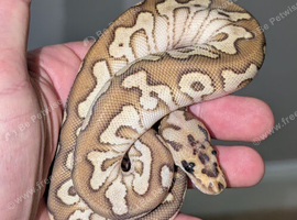 Clown Royal python hatchlings