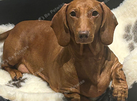 Stunning KC registered Standard Dachshund litter