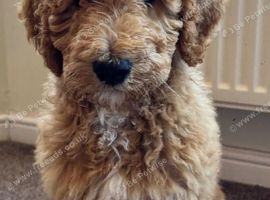 Golden Doodles , 2little girls available , all raised in a family home !  Really worth coming to see them