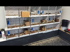 Canary breeding cages
