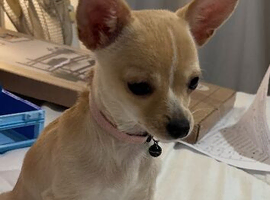 Female cream Chihuahua