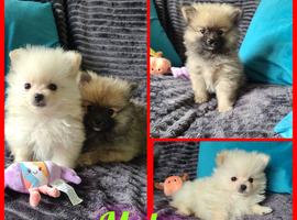Pomeranian puppies ready now 2 males