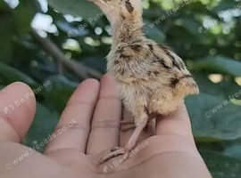 Gora teetar chicks