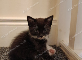 Kittens for sale