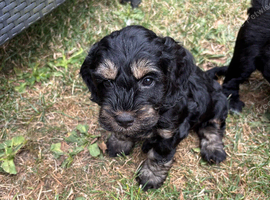 Three beautiful girl cockapoo puppy left