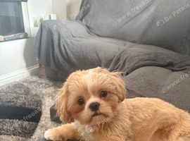 Imperial Shih Tzu