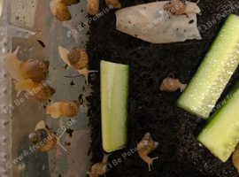 African land snails