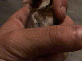 Male goldfinch