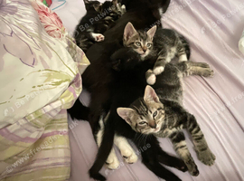 5 kittens for sale tabby and black and white