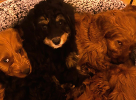 Gorgeous Cavapoo puppies
