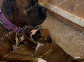 8 week old female boxer big bred