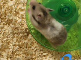 Syrian hamsters looking for new homes