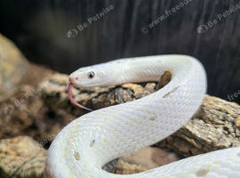 CB24 Anery Palmetto Corn Snake