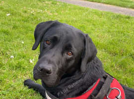 5 year old full pedigree Labrador for stud