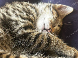 Rehome Female Young Cat