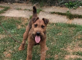Red lakeland boy 14 months old