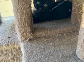 3 black kittens