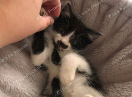 Kittens for sale