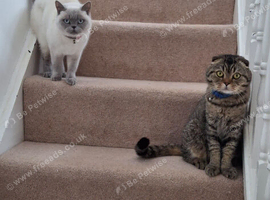British shorthair and Scottish fold cats
