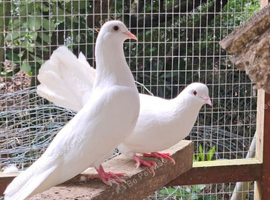 PURE WHITE GARDEN DOVES PIGEONS