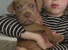 Puppies  ready to leave! Forever home