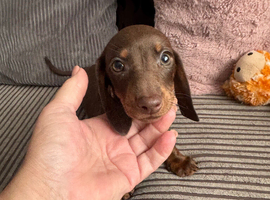 Mini Dachshund Boy