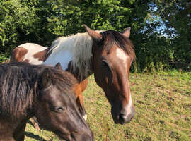 Grazing wanted