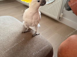 Beautiful cockatoo ( tame)
