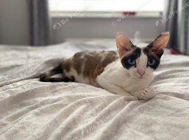 2 gorgeous female Kittens Looking for Loving Homes