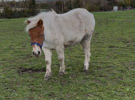 Welsh a x shetland filly