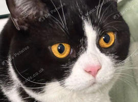Canela- female cat