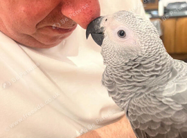 Hand reared Congo African grey
