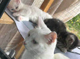 Cute n cuddly kittens for sale