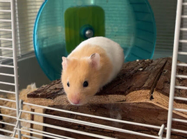Ginger and White Male Syrian Hamter