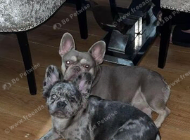 Fluffy merle French bulldog